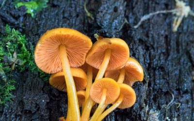 Western PA Mushroom Club – Monthly Meeting