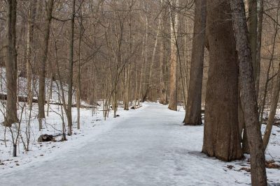 Hike with a Naturalist: Winter Tree Identification